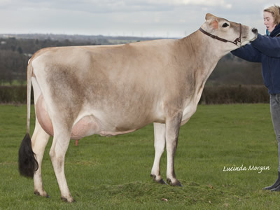 bluegrass crackling snowice